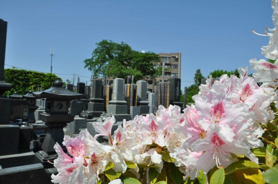 2015年5月10日 埼玉県上尾市瓦葺 楞厳寺のシャクナゲとオオムラサキツツジDSC_0280