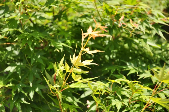 2015年5月 上尾市瓦葺の楞厳寺の新緑のカエデの若葉 種 翼果 翅果DSC_0323