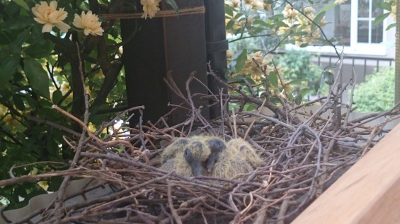 軒先にハトが巣を作りました 鳩の雛 ヒナ あかちゃん1431145843294