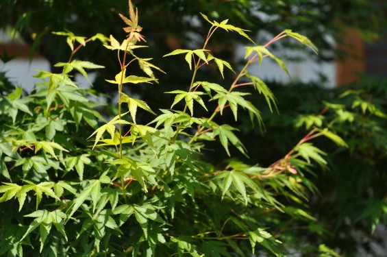 2015年5月 上尾市瓦葺の楞厳寺の新緑のカエデの若葉 種 翼果 翅果DSC_0328