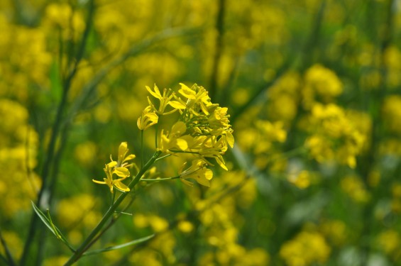 2015年4月23日 埼玉県吉見町 一面の菜の花 鴻巣霊園の近くDSC_0057