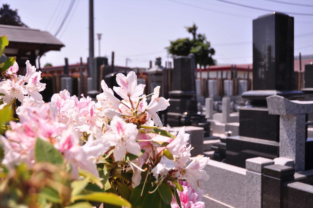 2015年5月10日 埼玉県上尾市瓦葺 楞厳寺のシャクナゲとオオムラサキツツジDSC_0271