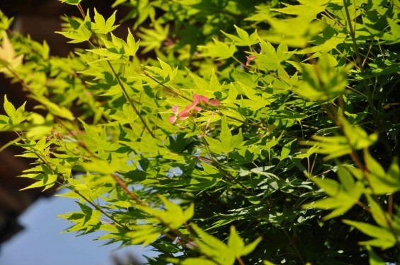 2015年5月 上尾市瓦葺の楞厳寺の新緑のカエデの若葉 種 翼果 翅果DSC_0336