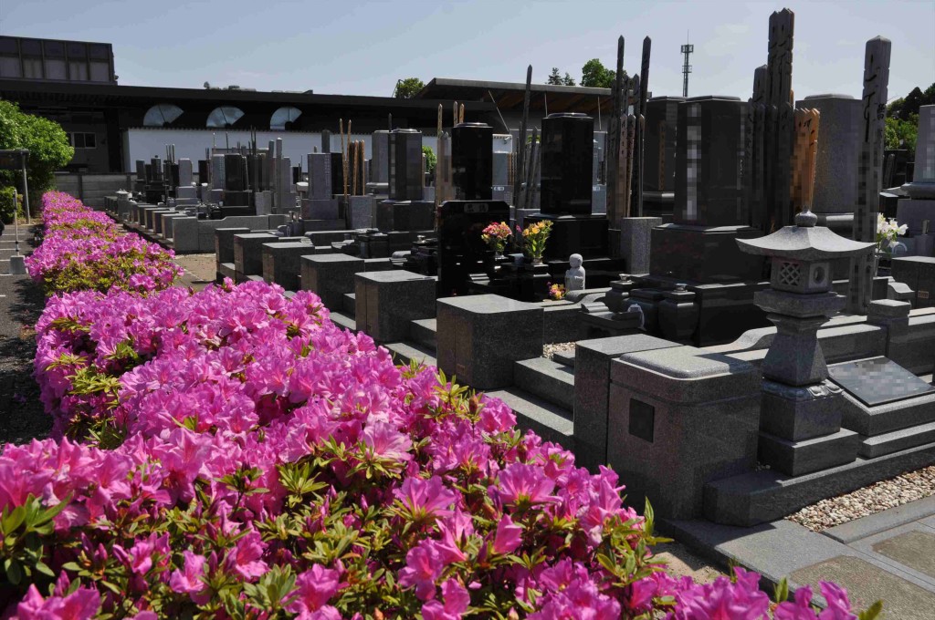 2015年5月10日 埼玉県上尾市瓦葺 楞厳寺のシャクナゲとオオムラサキツツジDSC_0317