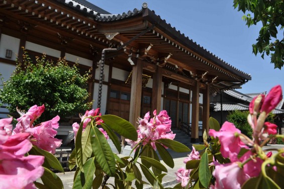 2015年5月10日 埼玉県上尾市瓦葺 楞厳寺のシャクナゲとオオムラサキツツジDSC_0194