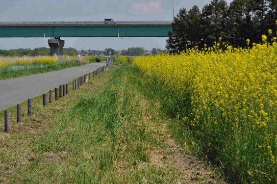 2015年4月23日 埼玉県吉見町 一面の菜の花 鴻巣霊園の近くDSC_0065