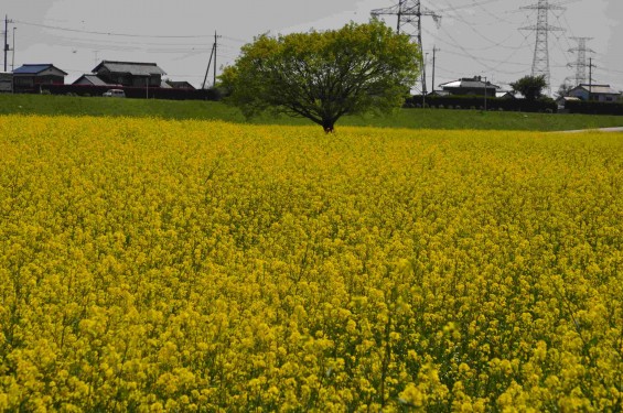 2015年4月23日 埼玉県吉見町 一面の菜の花 鴻巣霊園の近くDSC_0051