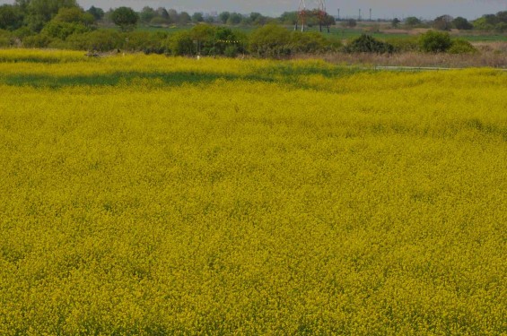 2015年4月23日 埼玉県吉見町 一面の菜の花 鴻巣霊園の近くDSC_0070-