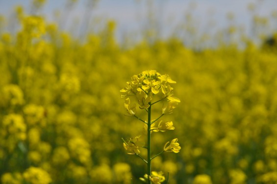 2015年4月23日 埼玉県吉見町 一面の菜の花 鴻巣霊園の近くDSC_0059