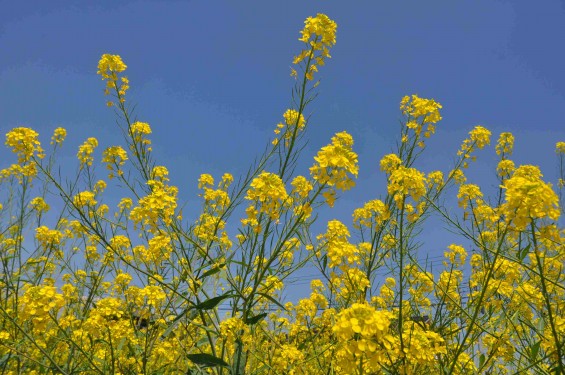 2015年4月23日 埼玉県行田市 高原寺墓地と菜の花DSC_0011