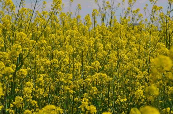 2015年4月23日 埼玉県吉見町 一面の菜の花 鴻巣霊園の近くDSC_0060