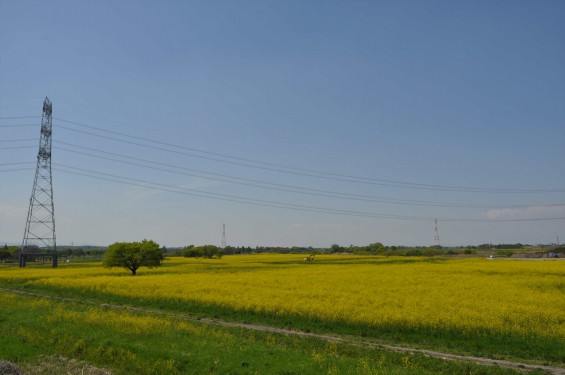 2015年4月23日 埼玉県吉見町 一面の菜の花 鴻巣霊園の近くDSC_0067