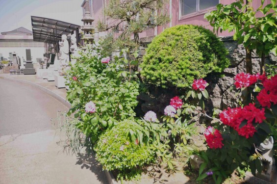 2015年5月 石材店の展示場の花 大塚本社 展示墓石としゃくなげとバラDSC_0354