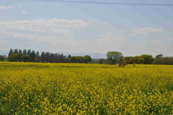 2015年4月23日 埼玉県吉見町 一面の菜の花 鴻巣霊園の近くDSC_0056