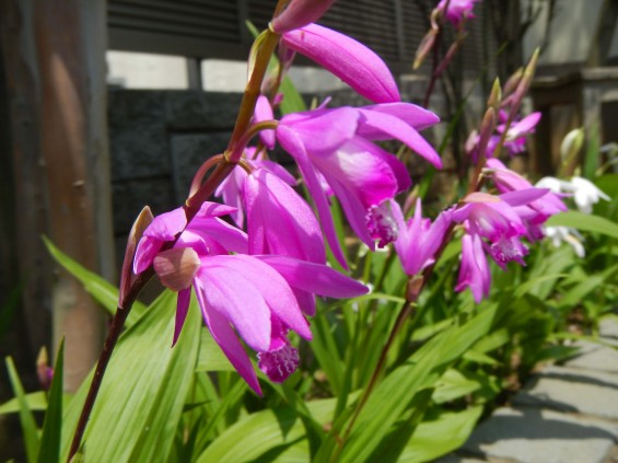 2015年5月 久喜聖地公苑の5月の花DSCN6822