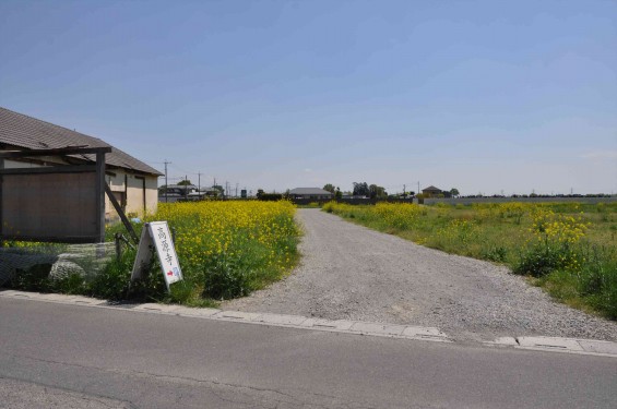 2015年4月23日 埼玉県行田市 高原寺墓地と菜の花DSC_0004