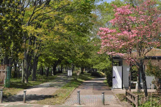 2015年5月 新緑の埼玉県行田市さきたま緑道から見えるさきたま霊園DSC_0046