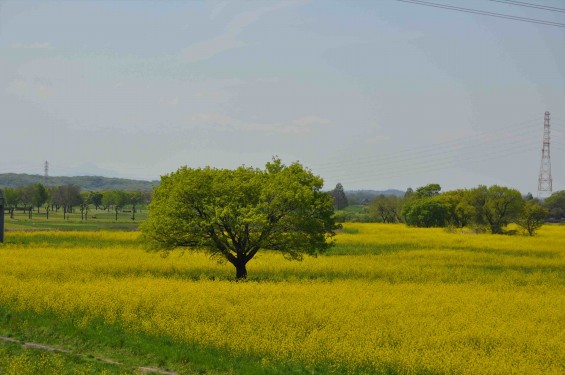 2015年4月23日 埼玉県吉見町 一面の菜の花 鴻巣霊園の近くDSC_0069