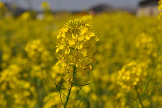 2015年4月23日 埼玉県行田市 高原寺墓地と菜の花DSC_0003