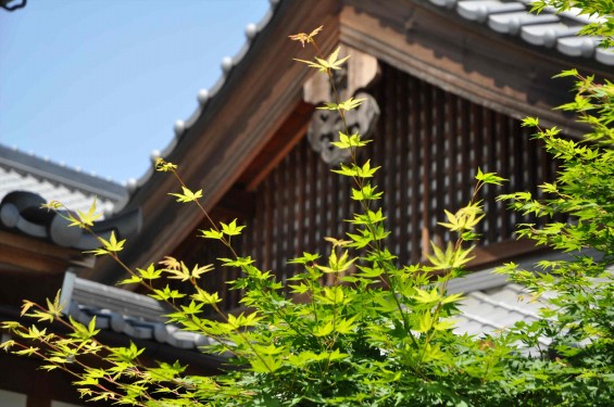 2015年5月 上尾市瓦葺の楞厳寺の新緑のカエデの若葉 種 翼果 翅果DSC_0330