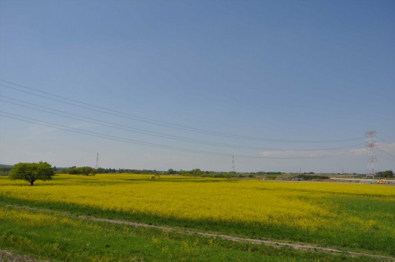 2015年4月23日 埼玉県吉見町 一面の菜の花 鴻巣霊園の近くDSC_0071