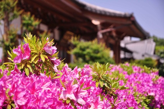 2015年5月10日 埼玉県上尾市瓦葺 楞厳寺のシャクナゲとオオムラサキツツジDSC_0320