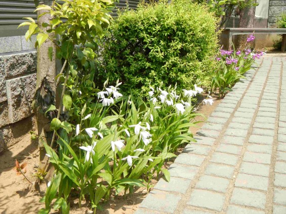 2015年5月 久喜聖地公苑の5月の花DSCN6820