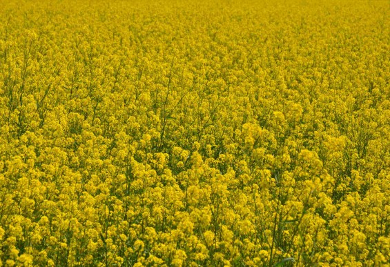 2015年4月23日 埼玉県吉見町 一面の菜の花 鴻巣霊園の近くDSC_0054-