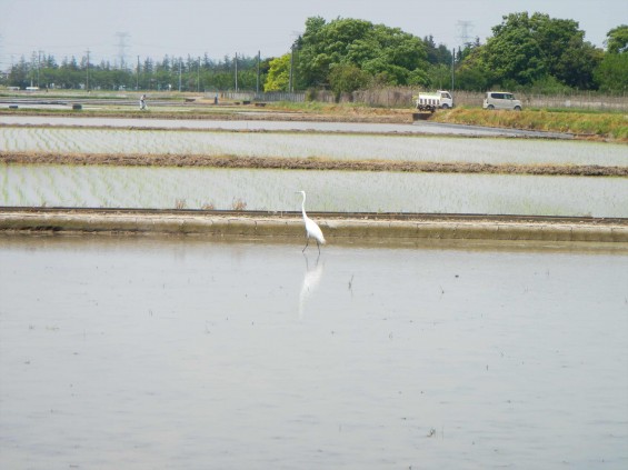 2015年5月 田植えDSCN6839