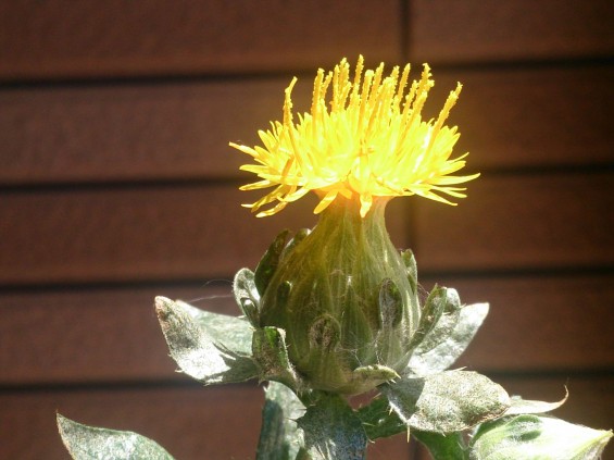 2015年5月28日 ベニバナの花が咲いたDSC_0171