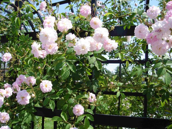 201505 さきたま霊園の永代供養墓前のアーチに薄桃色のバラの花DSC00334