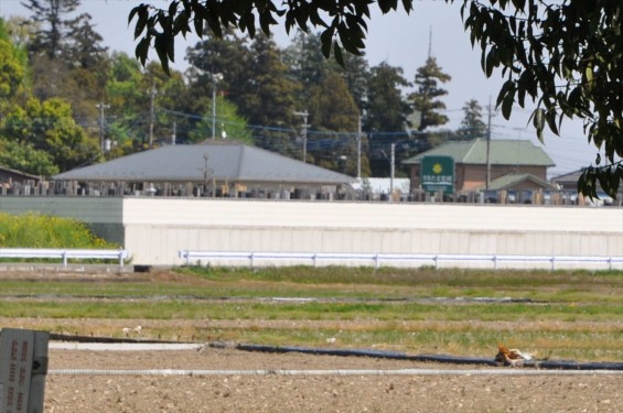 2015年5月 新緑の埼玉県行田市さきたま緑道から見えるさきたま霊園DSC_0048-