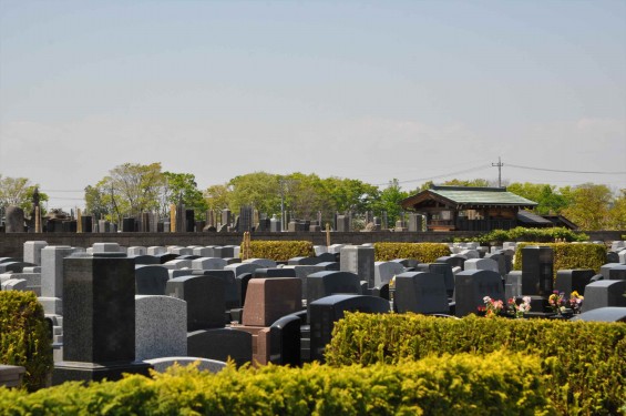 2015年4月23日 埼玉県行田市 高原寺墓地と菜の花DSC_0020