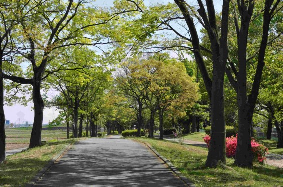 2015年5月 新緑の埼玉県行田市さきたま緑道から見えるさきたま霊園DSC_0045