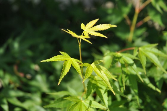 2015年5月 上尾市瓦葺の楞厳寺の新緑のカエデの若葉 種 翼果 翅果DSC_0329