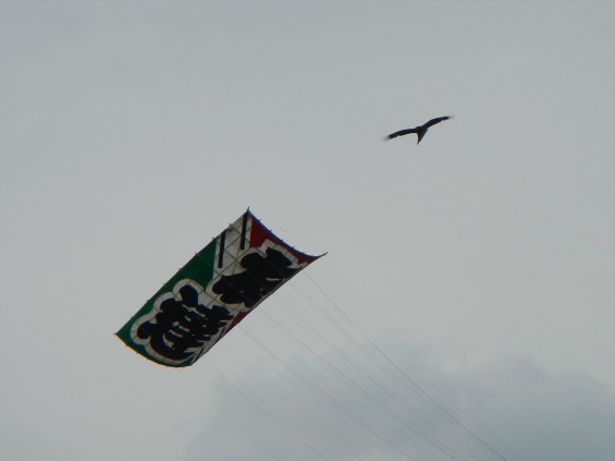 2015年5月3日 埼玉県春日部市庄和 大凧あげ祭りDSCN6979