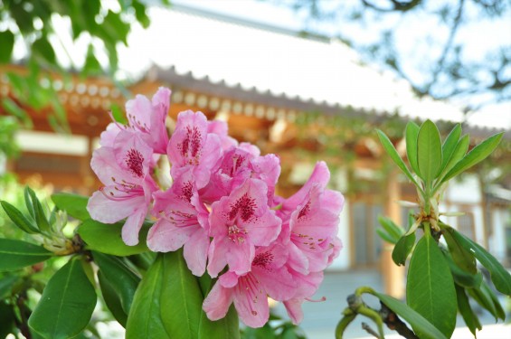 2015年5月10日 埼玉県上尾市瓦葺 楞厳寺のシャクナゲとオオムラサキツツジDSC_0201