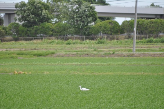 埼玉県久喜市 六万部 香最寺近くの田んぼの白鷺DSC_1010