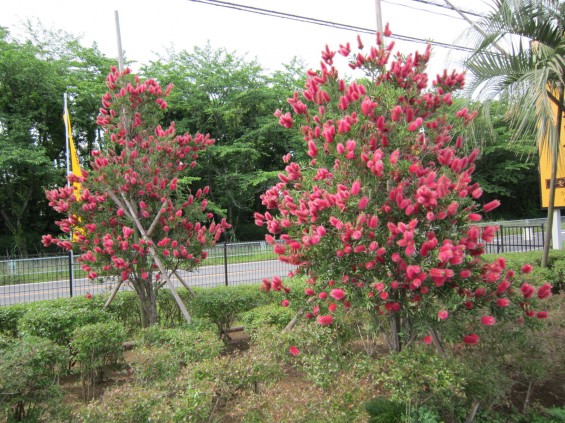 埼玉県桶川市の霊園 桶川霊園のブラシの木001