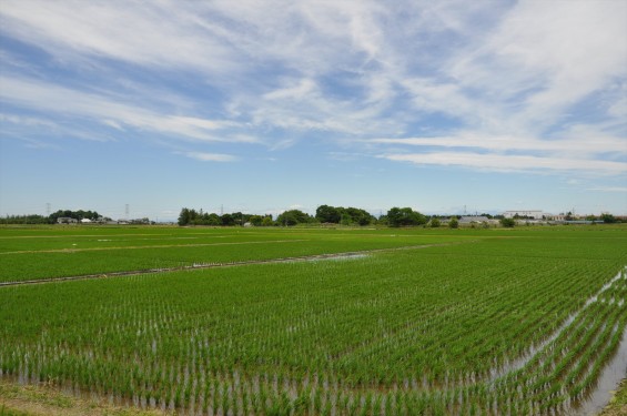 埼玉県久喜市 六万部 香最寺近くの田んぼの白鷺DSC_1160