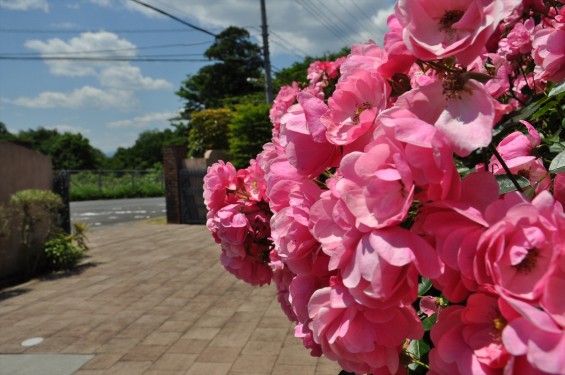 2015年5月 埼玉県日高市の霊園 青葉浄苑2015年5月 埼玉県日高市の霊園 青葉浄苑DSC_0453