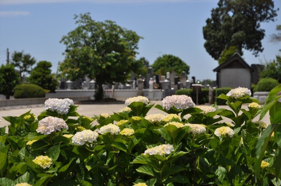 2015年6月 埼玉県久喜市六万部 香最寺の紫陽花DSC_1131