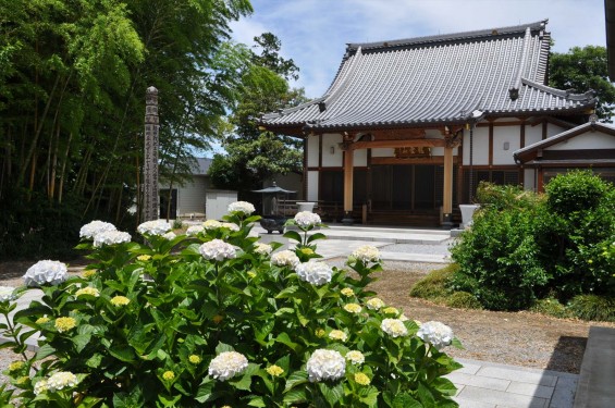 2015年6月 埼玉県久喜市六万部 香最寺の紫陽花 本堂DSC_1088