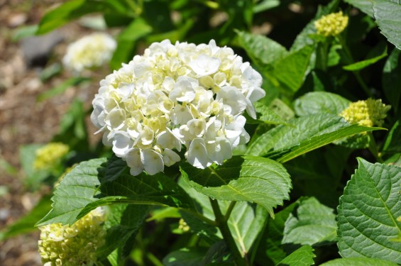 2015年6月 埼玉県久喜市六万部 香最寺の紫陽花DSC_1071