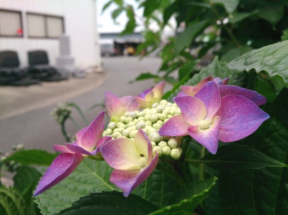 2015年6月2日 石材店の庭で紫陽花あじさい咲いたDSC_0175 (2)
