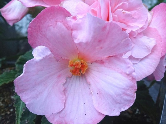 石材店の大塚 中庭に咲く花（フォーチュンベゴニア）1434956527212