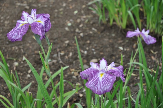 2015年6月 埼玉県鳩山町農村公園の湿生植物園 花菖蒲 ハナショウブDSC_1260