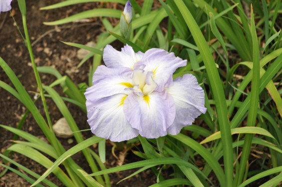 2015年6月 埼玉県鳩山町農村公園の湿生植物園 花菖蒲 ハナショウブDSC_1272