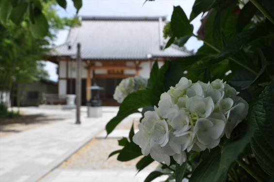 2015年6月 埼玉県久喜市六万部 香最寺の紫陽花 本堂DSC_1074