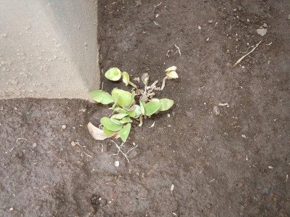 埼玉県の霊園 鴻巣霊園 夏を迎える準備完了 秋に植えたムベの実から芽が出ました①DSCN0763-